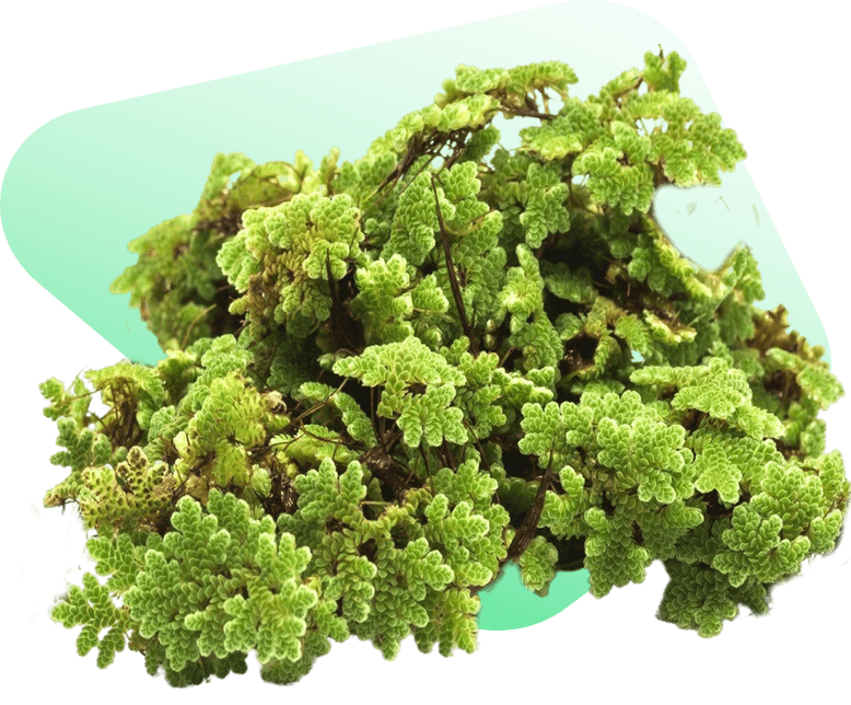 Azolla plant