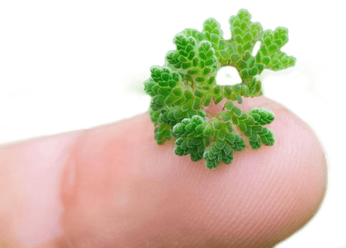 Azolla on fingertip