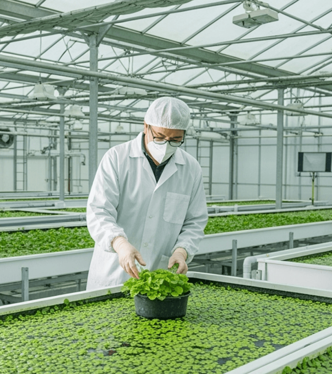 Scientist in greenhouse with Azolla