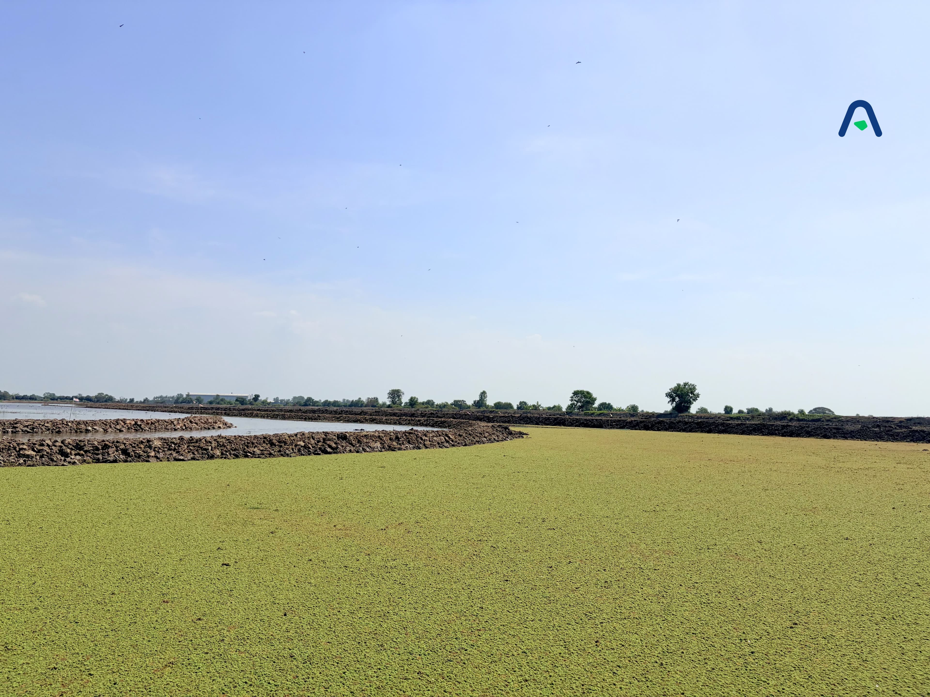 The First Green Layer